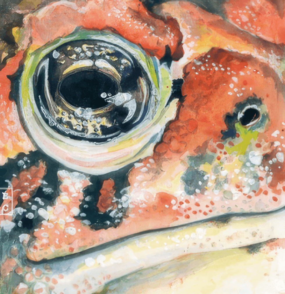 Close up of a colourful toads face
