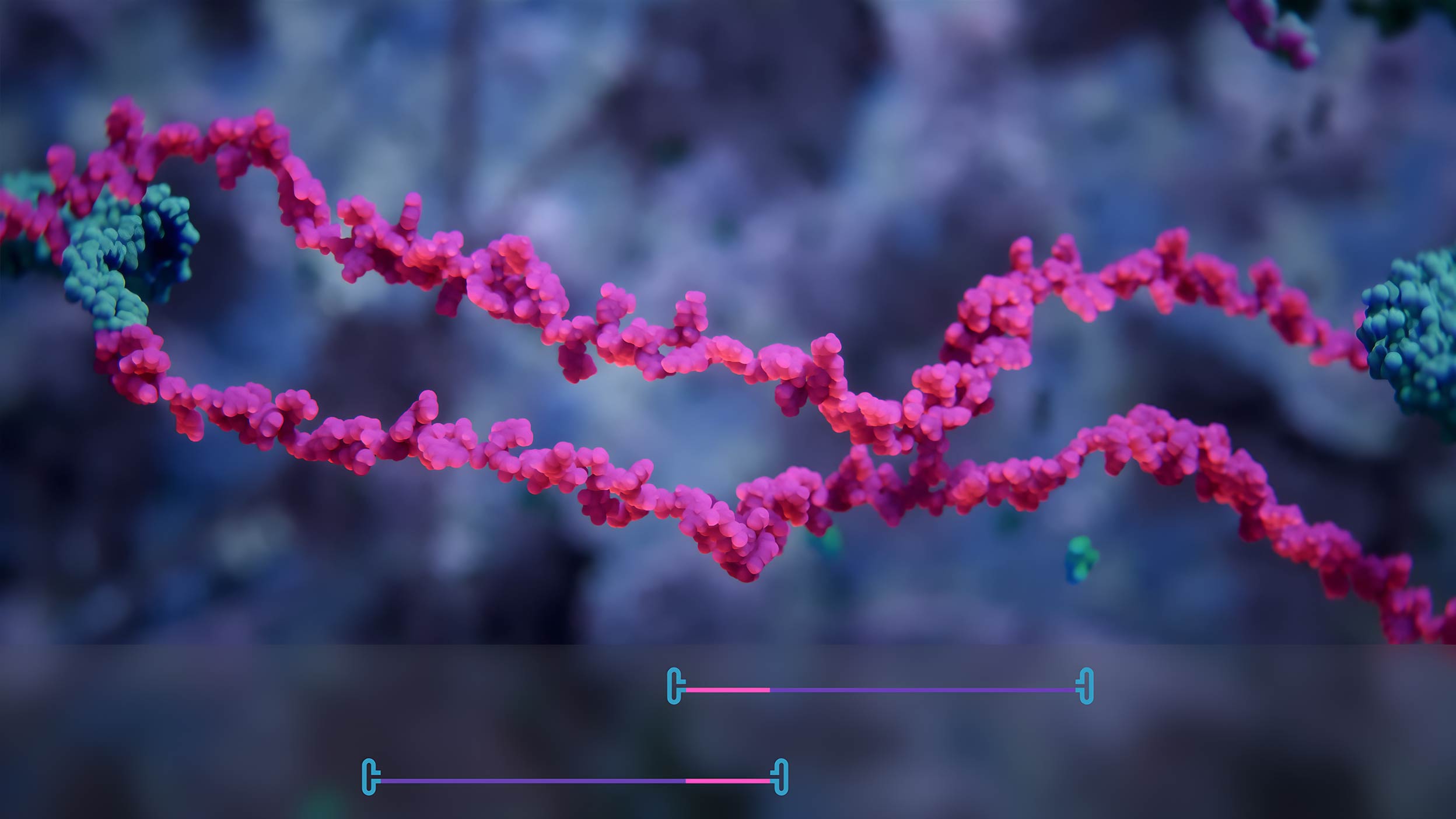 Two single stranded DNA fragments with a schematic representation before the coupling