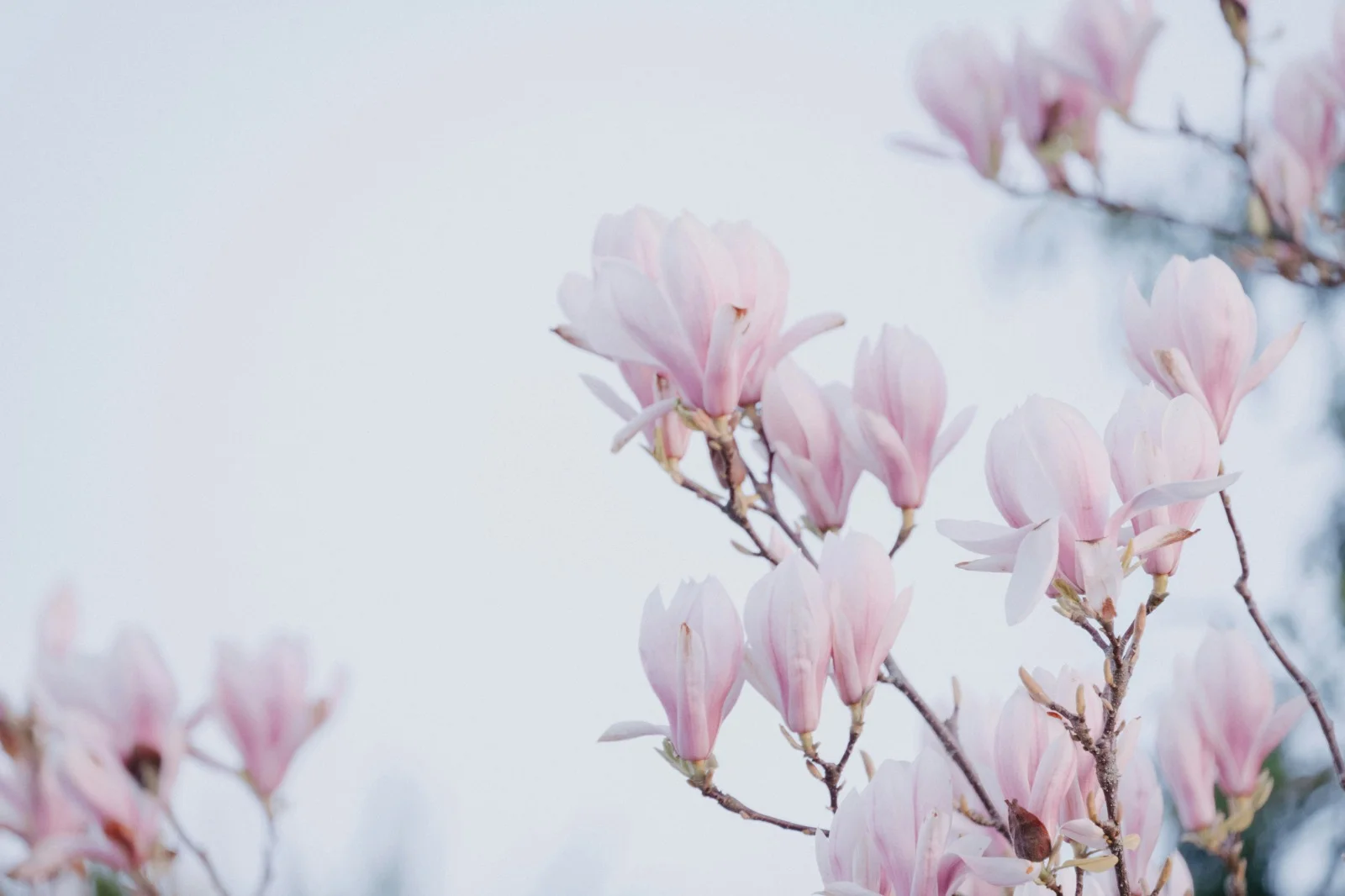 Fleur de magnolia épanouie, symbole de renaissance et de renouveau intérieur