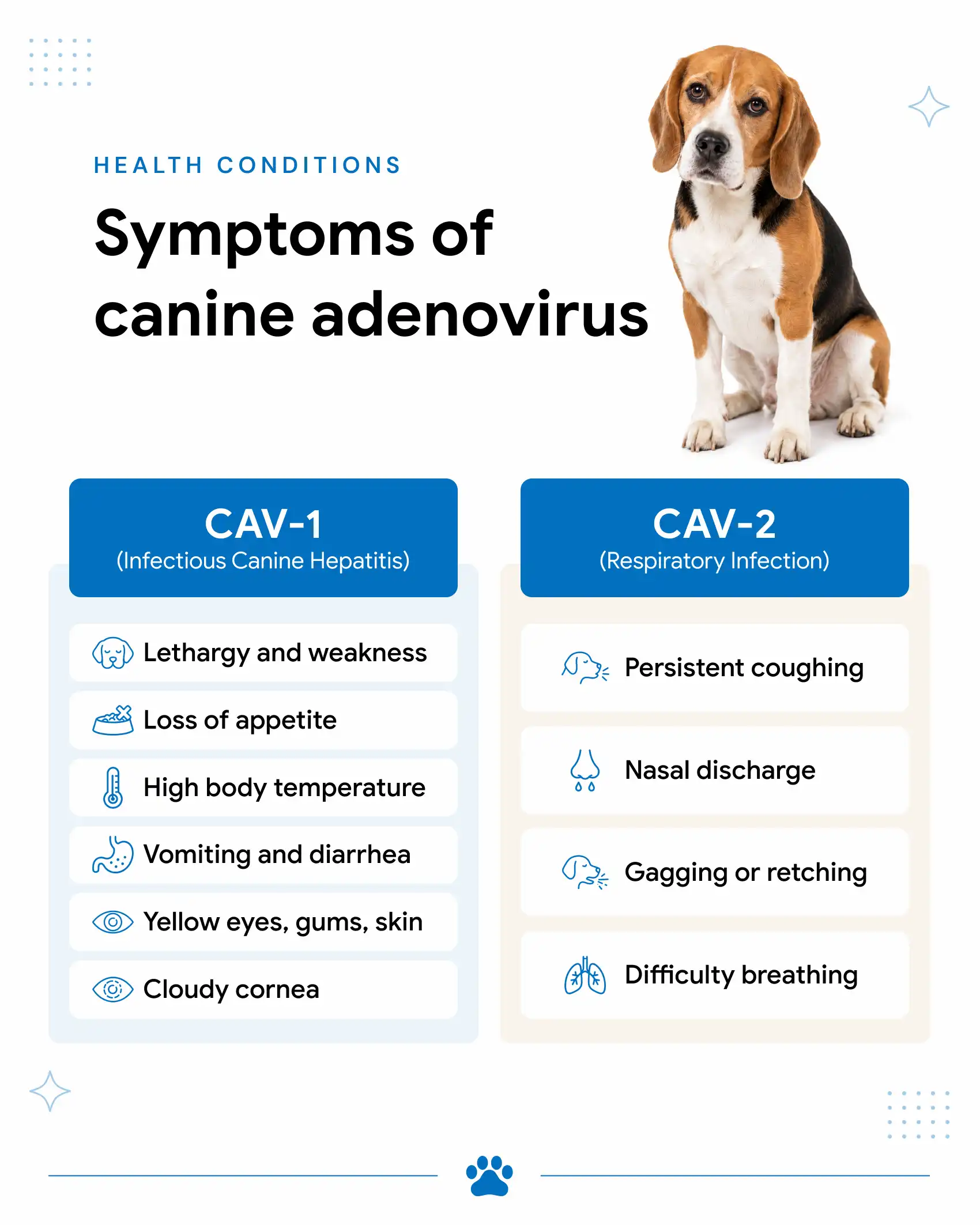 An infographic showing the symptoms of the two types of canine adenovirus, CAV-1 and CAV-2