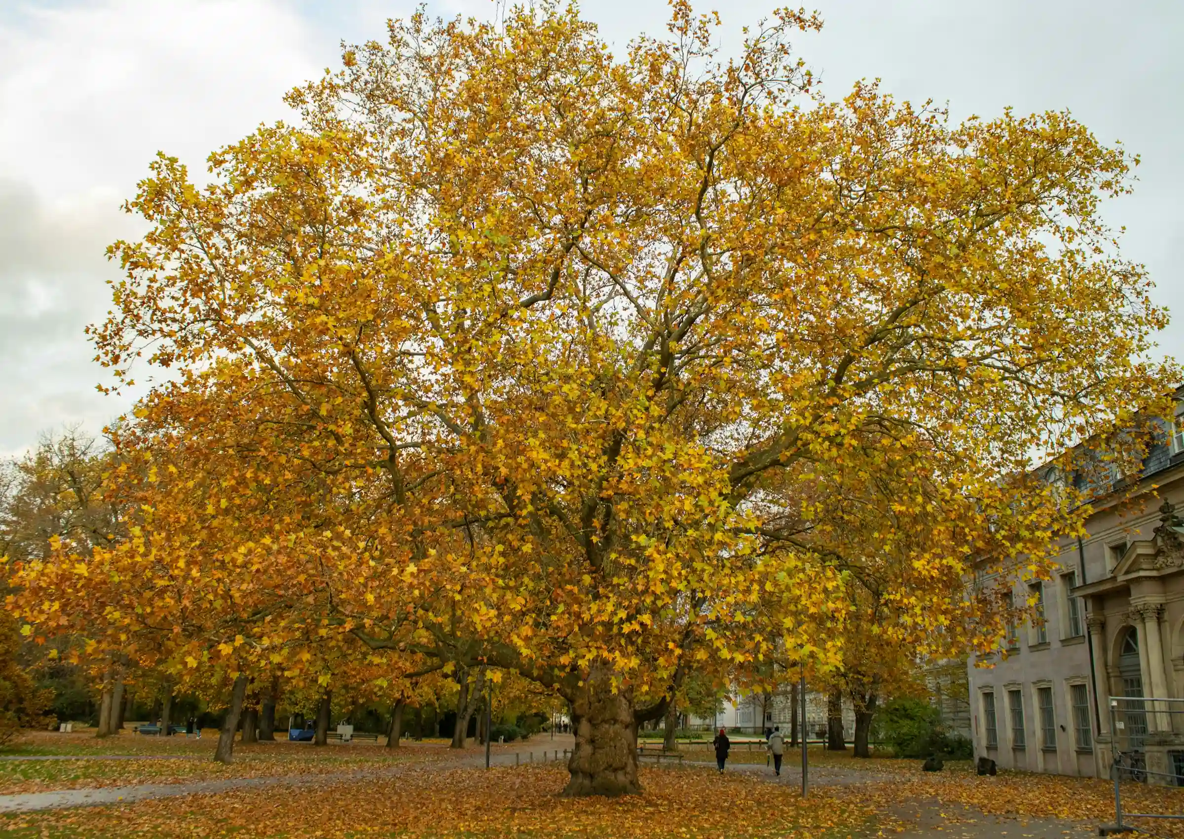 Erlangen, Schlossgarten mit goldenem Herbstbaum