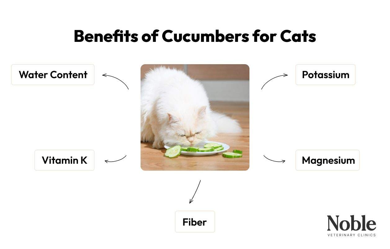 Benefits of Cucumbers for Cats?