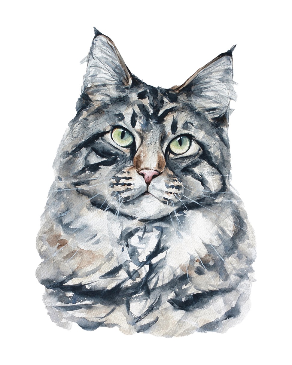 Watercolour painting of tabby cat