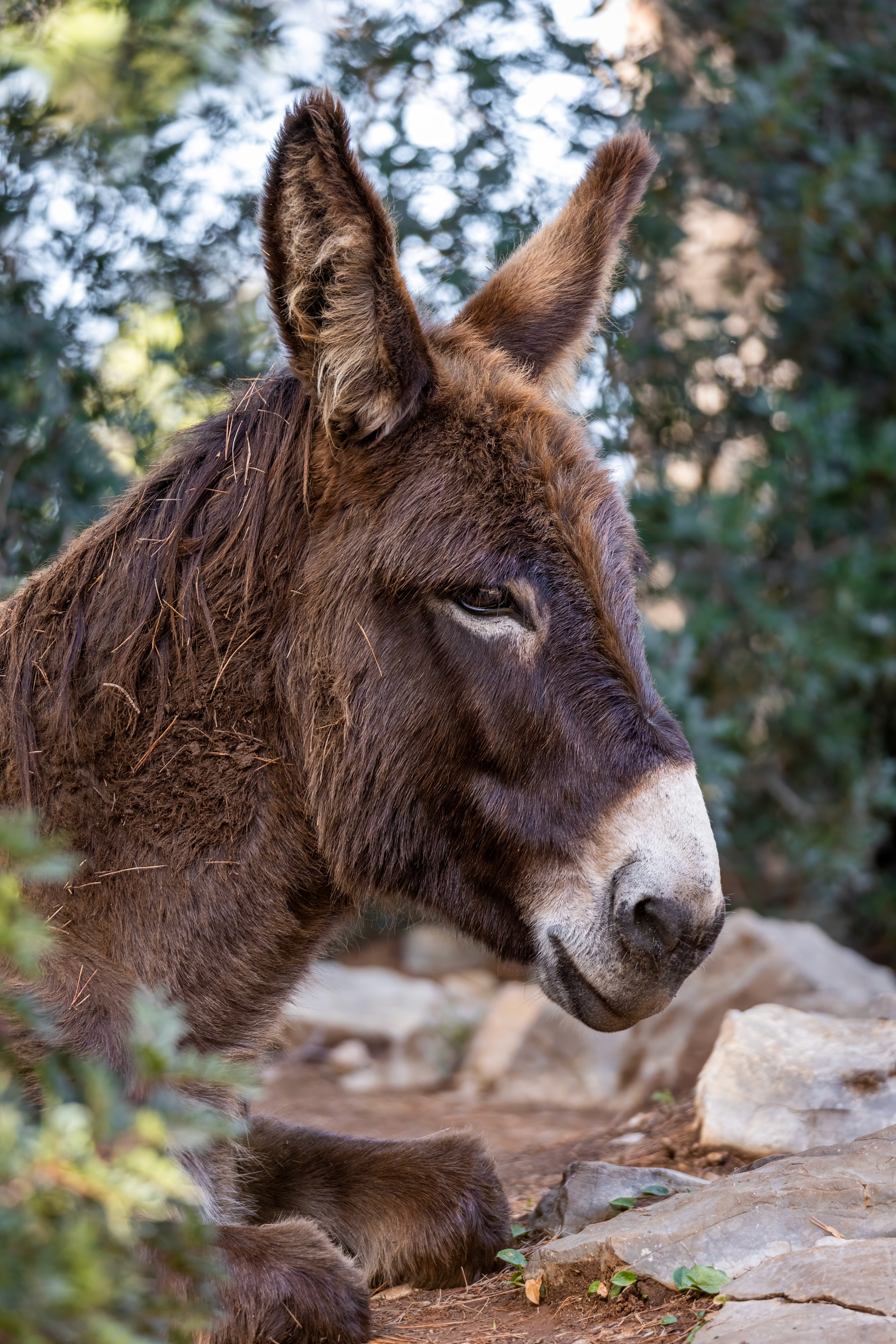 "Donkey firefighters" deployed to help prevent wildfires in Spain