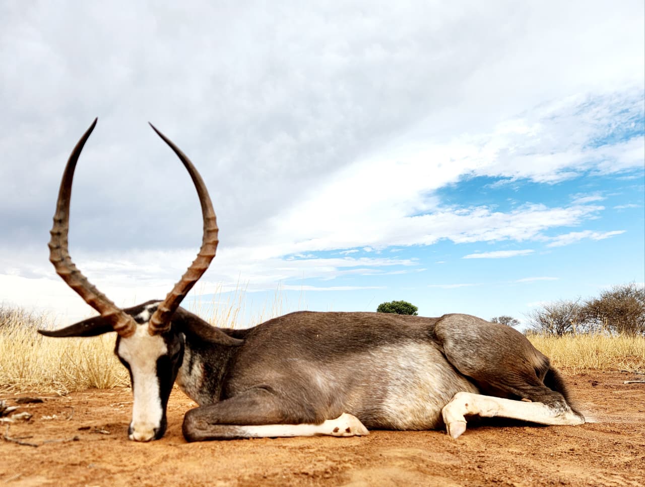 Gilson Hunting Safaris gallery photo 46