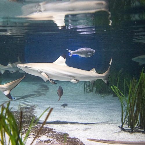 Haie und Fische schwimmen in einem Aquarium mit sandigem Boden, Felsen und Wasserpflanzen.