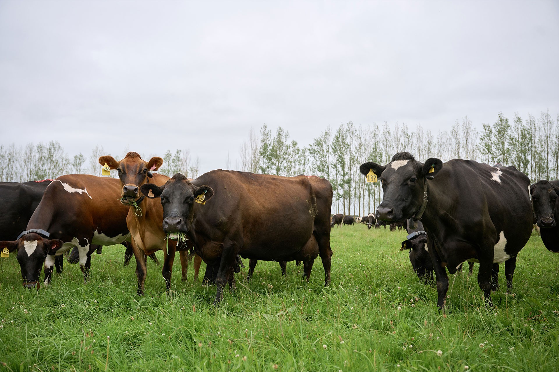 Alpine Pastures Group