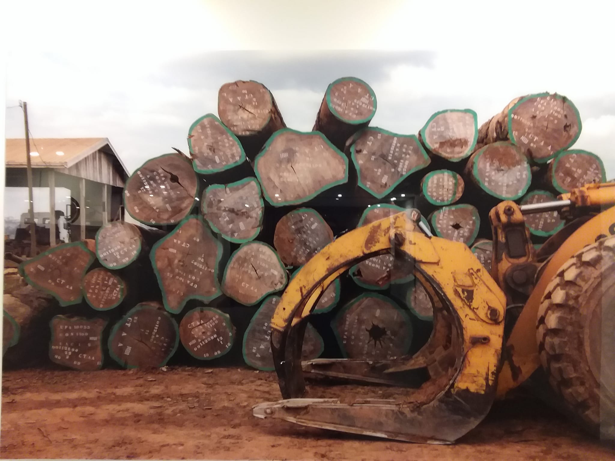 kraan en boomstammen van tropisch hardhout