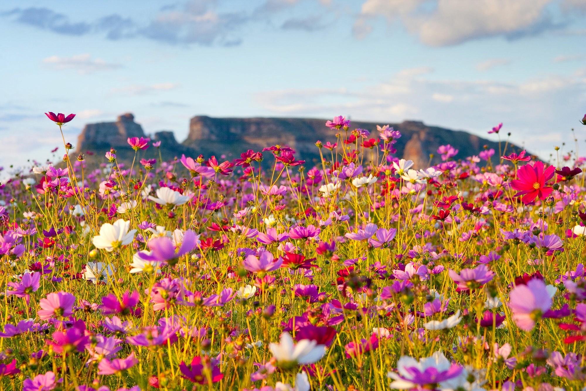 Ground-up shot of pink and white wildflowers with Table Mountain, blurry in the distance.u