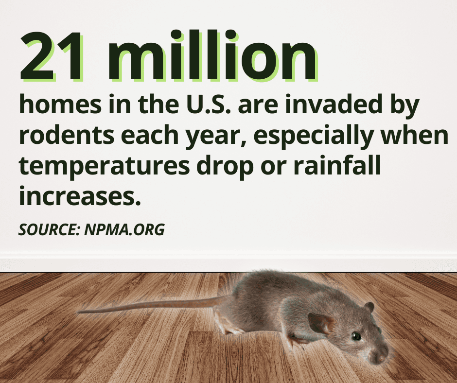 how many homes are invaded by rodents each year