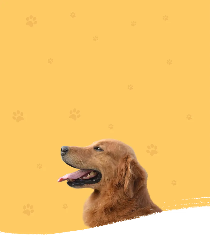Image of a brown dog