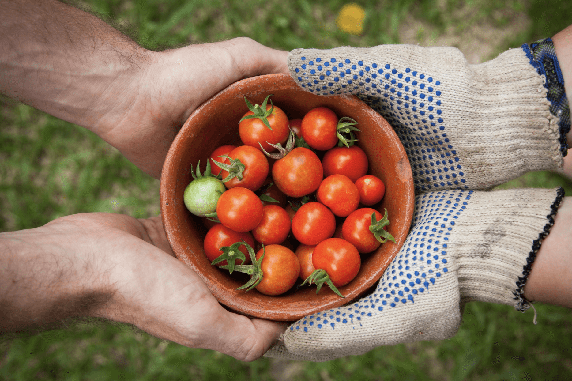 tomatoes being handed from one person to another in a wooden bowl