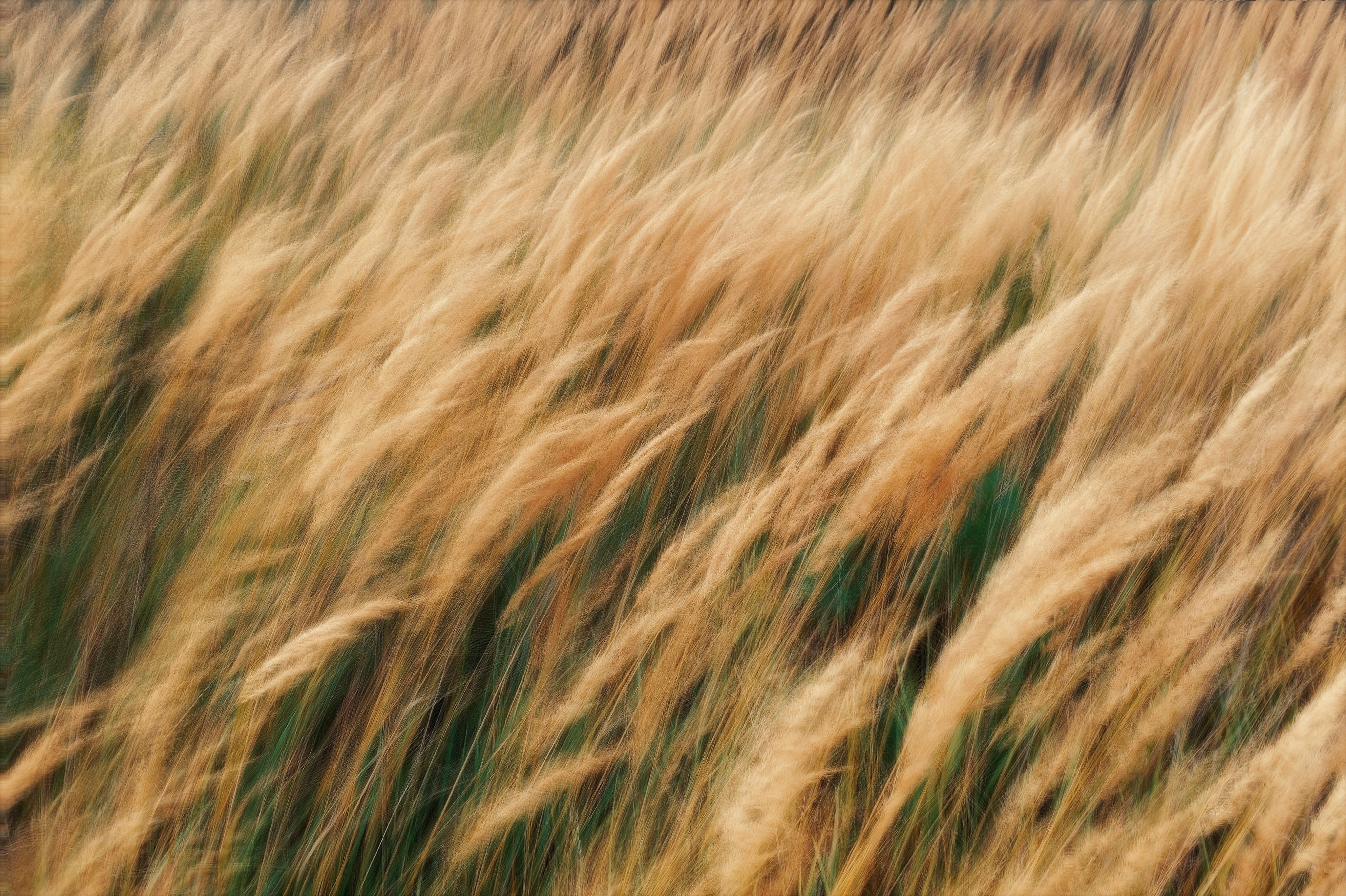 Golden grass blowing in the wind