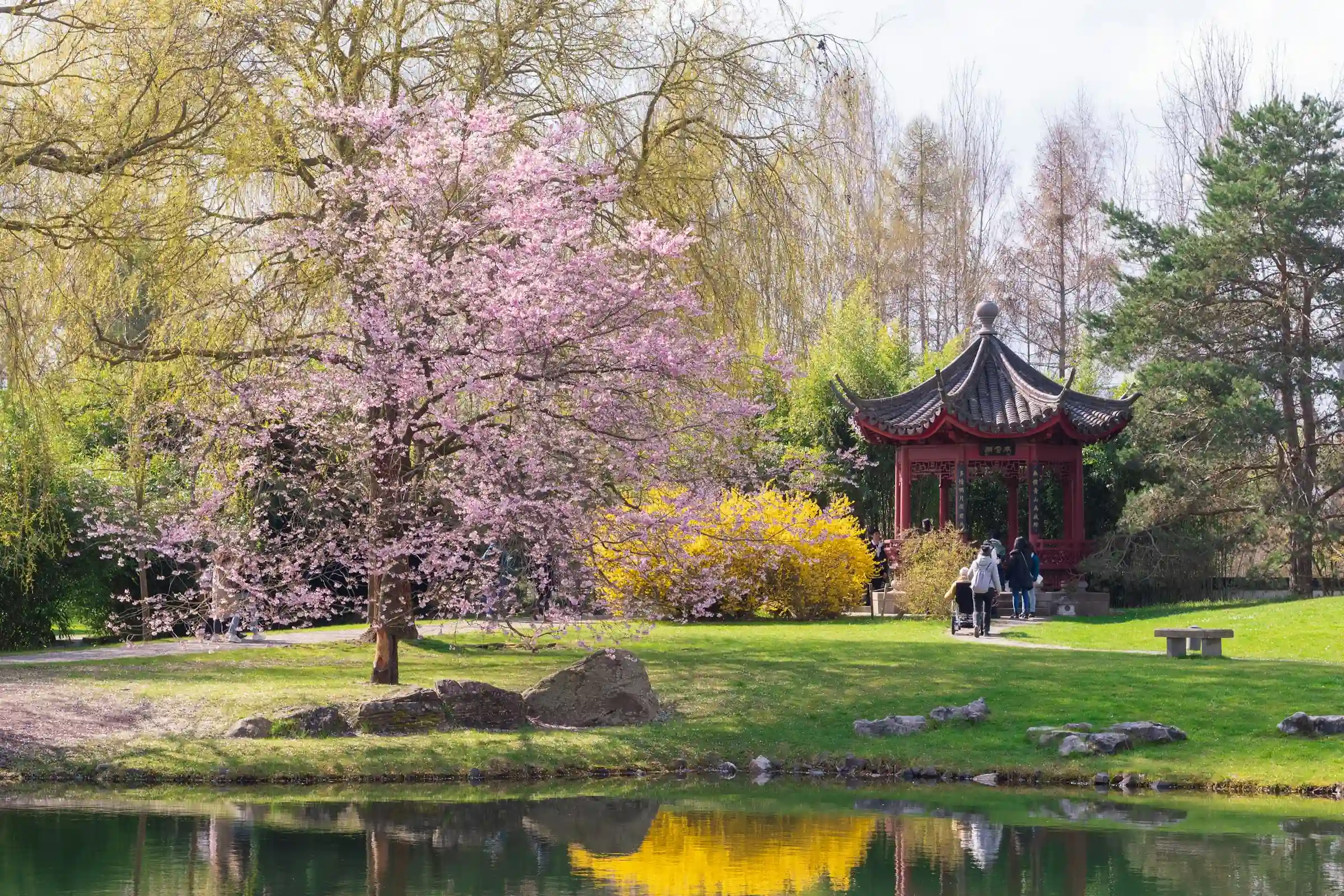 Berlin-Marzahn-Hellersdorf, Gärten der Welt mit Pavillon und Kirschblüte