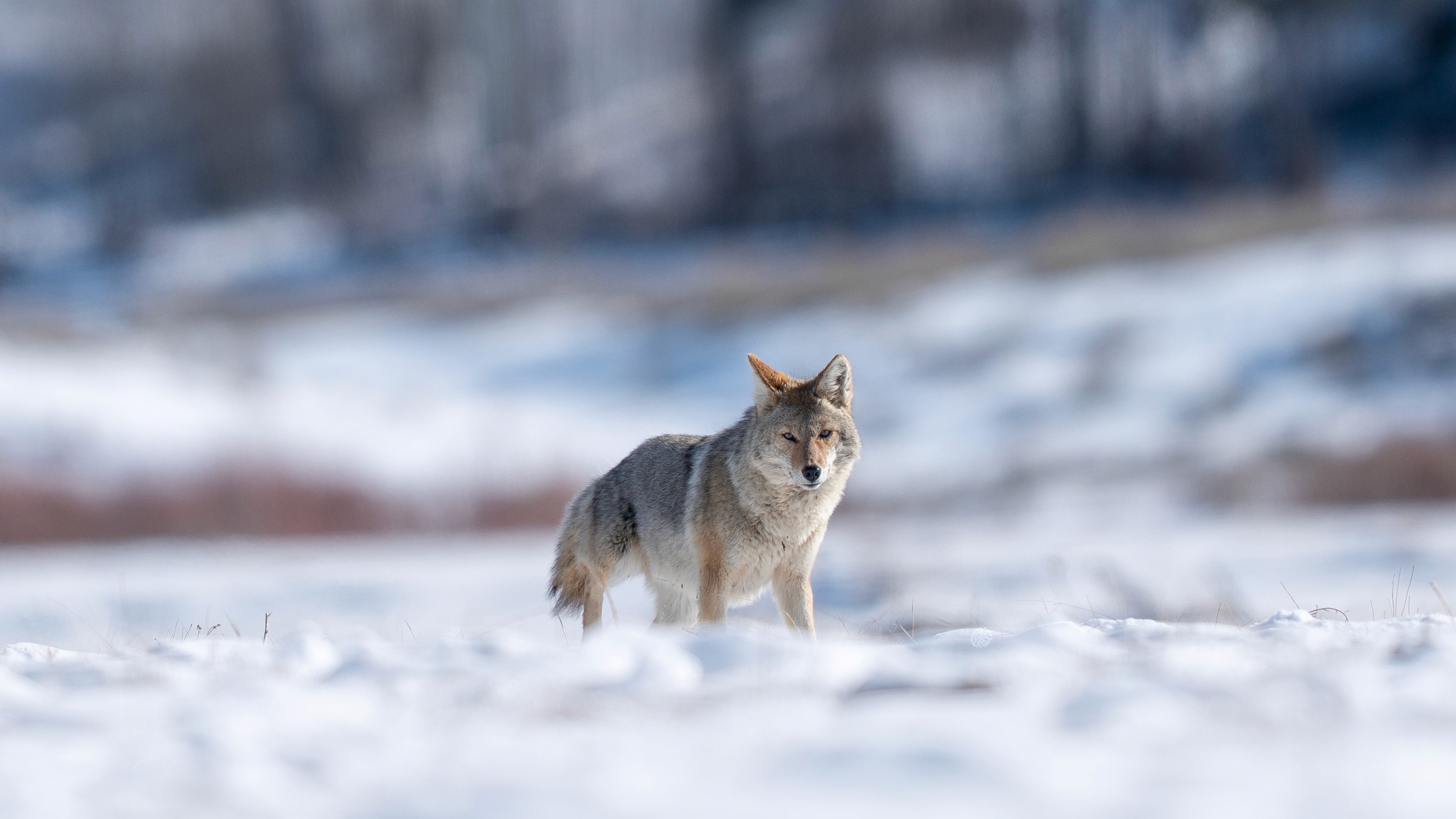 Un coyote en chasse dans la Lamar Valley