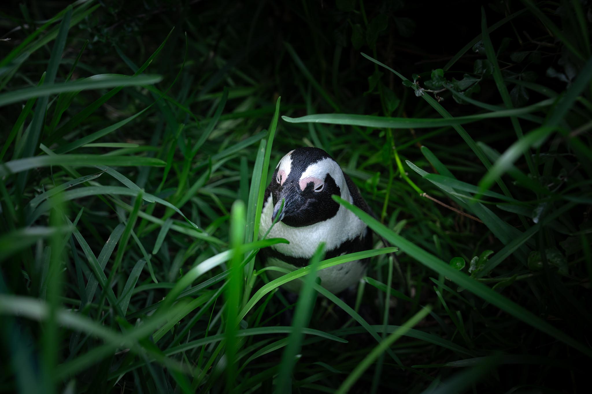 cape town pinguin grass