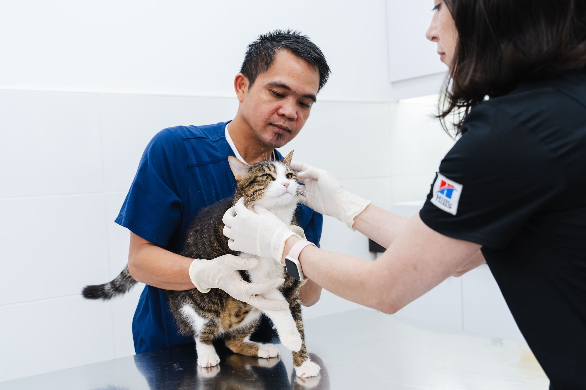 Two veterinarians are holding a cat and examining its face and behavior.