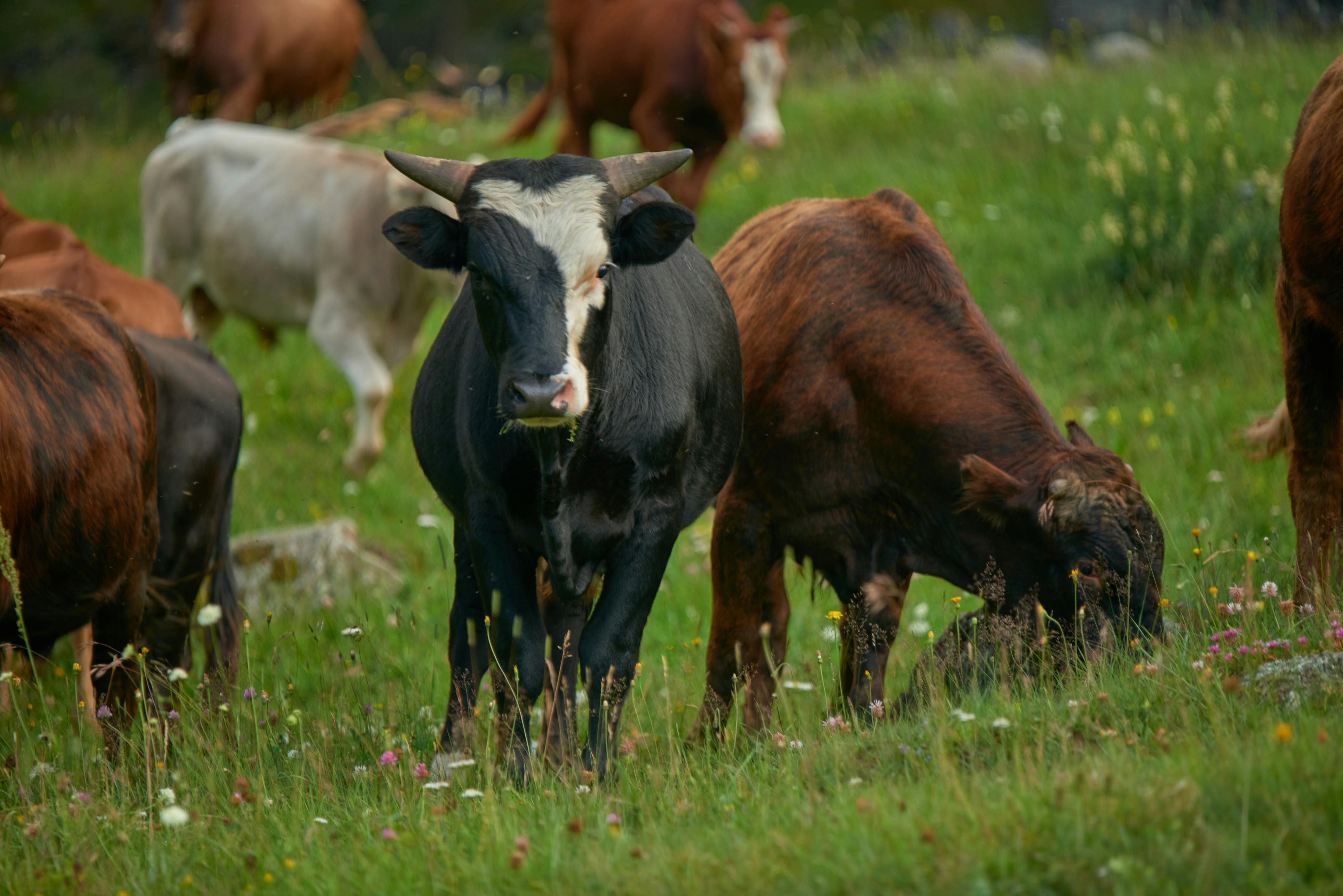 Qué es el rumen y cómo funciona la digestión en bovinos