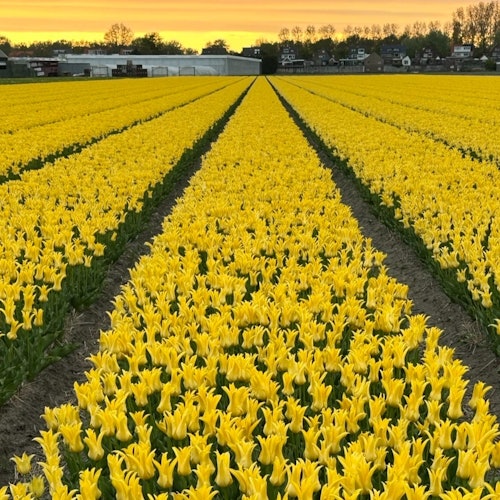 Mga hanay ng masiglang dilaw na tulip sa isang bukirin sa dapithapon, na may mga puno at gusali sa malayo sa ilalim ng langit ng paglubog ng araw.
