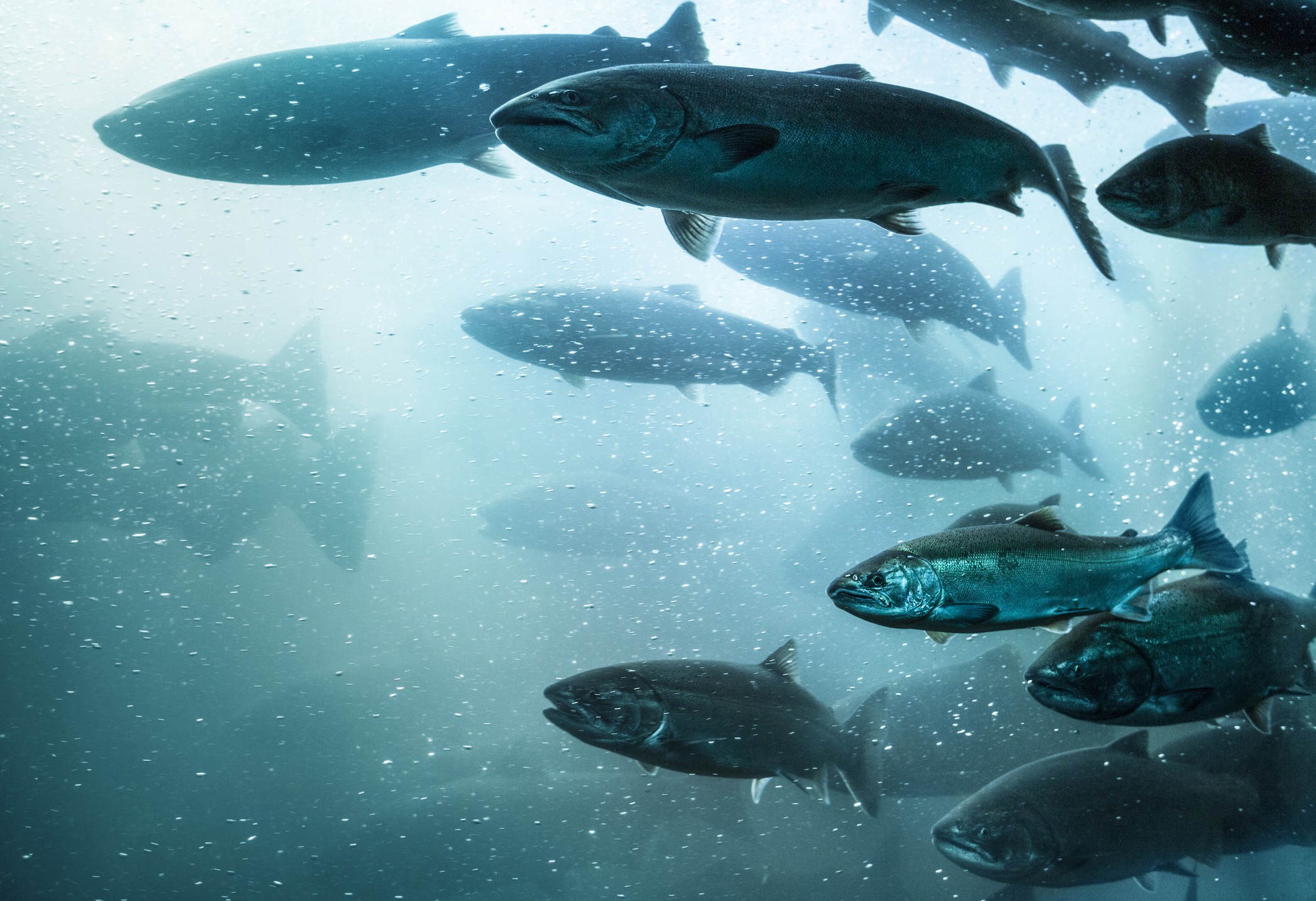 Calysta secures $30m investment from BP to improve global food security