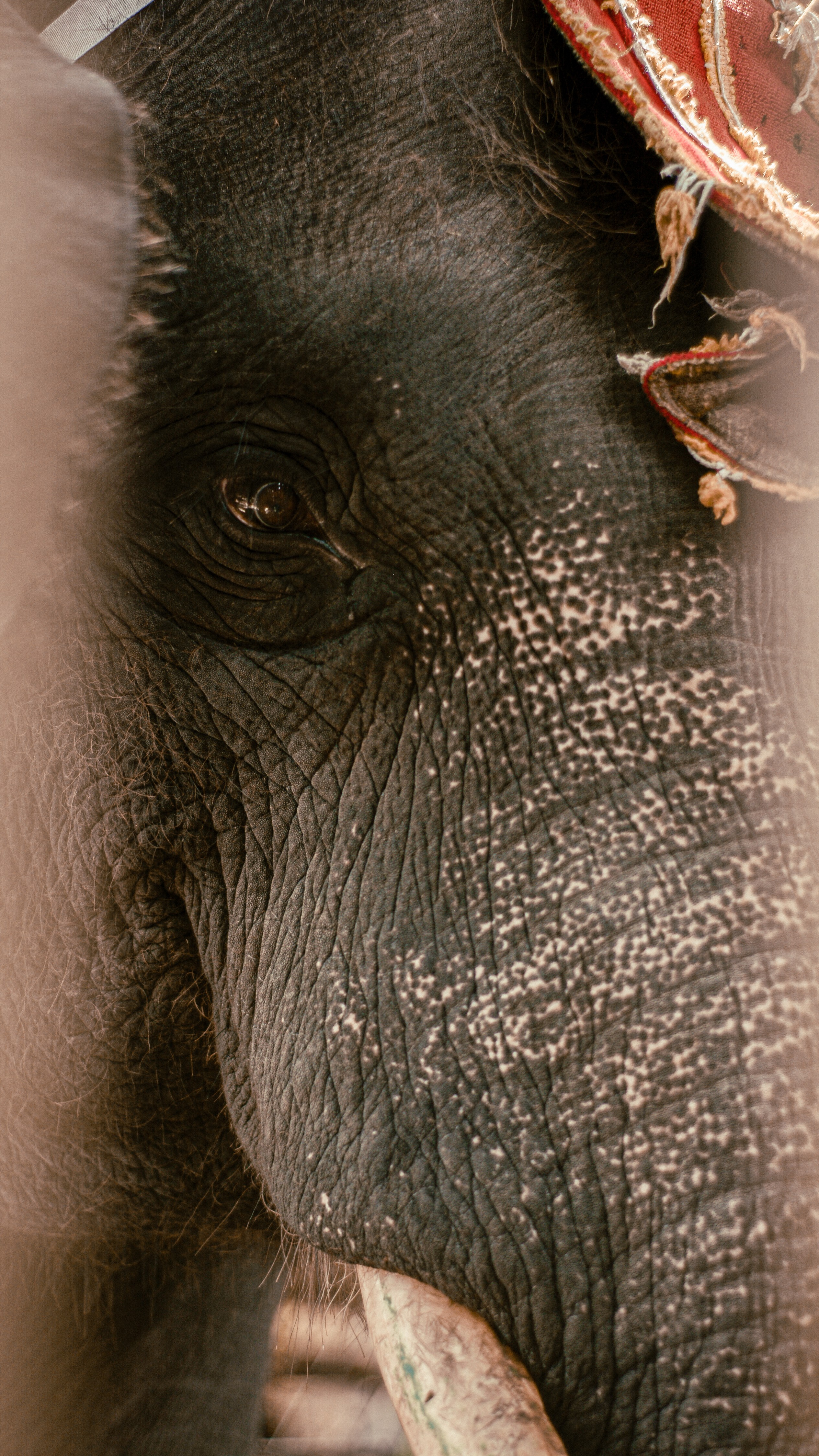 Elephant at Surabaya Zoo