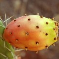 Hindistan ənciri (Opuntia)