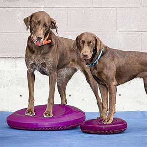 FitPaws® Balance Disc 18"
