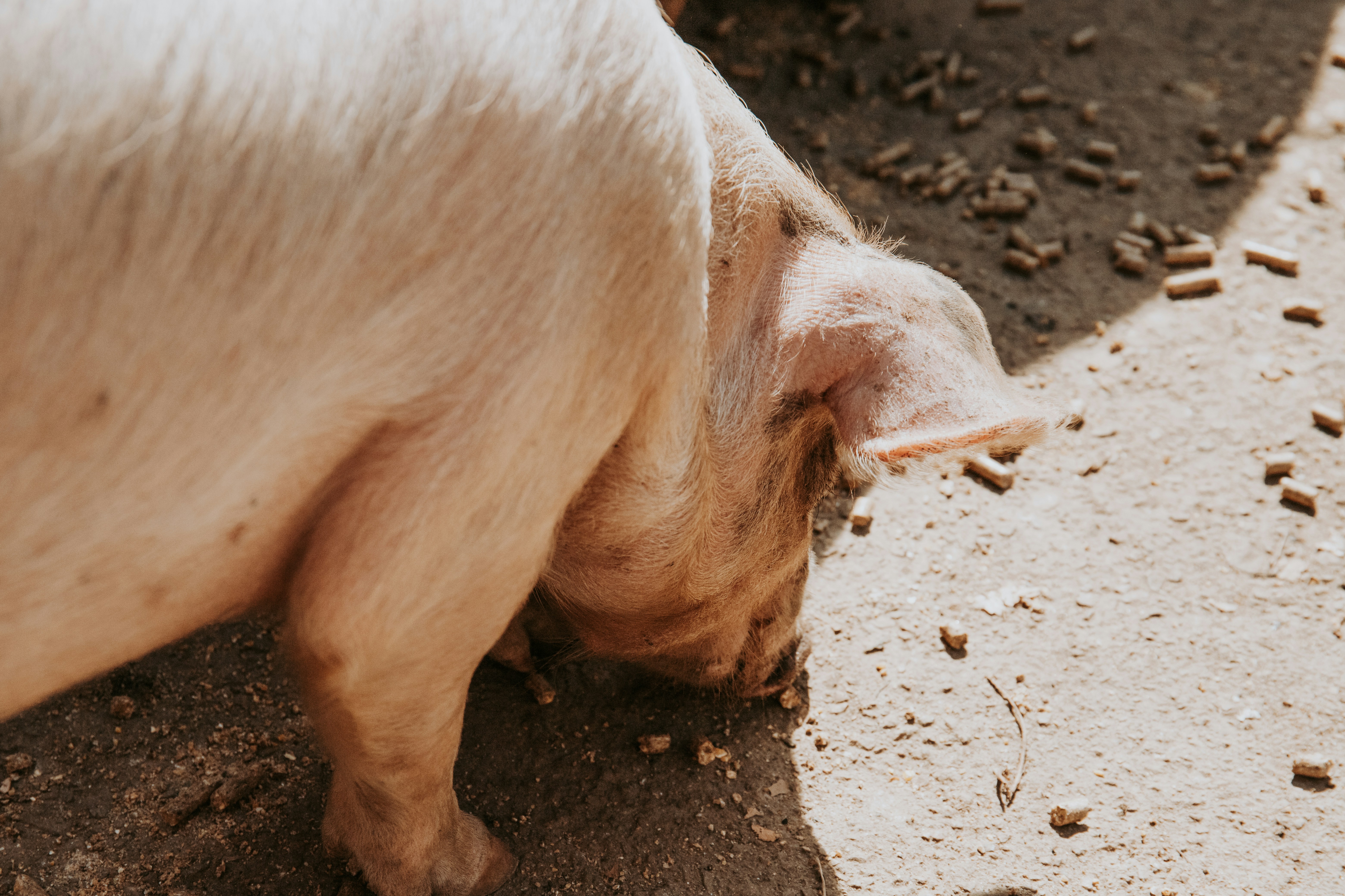 venta alimento cerdo