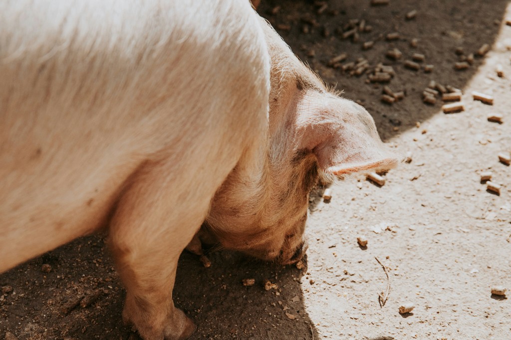 venta alimento cerdo