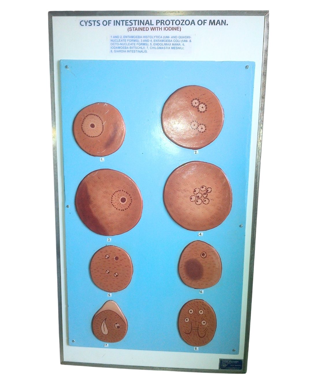 Cysts of Intestinal Protozoa of Man