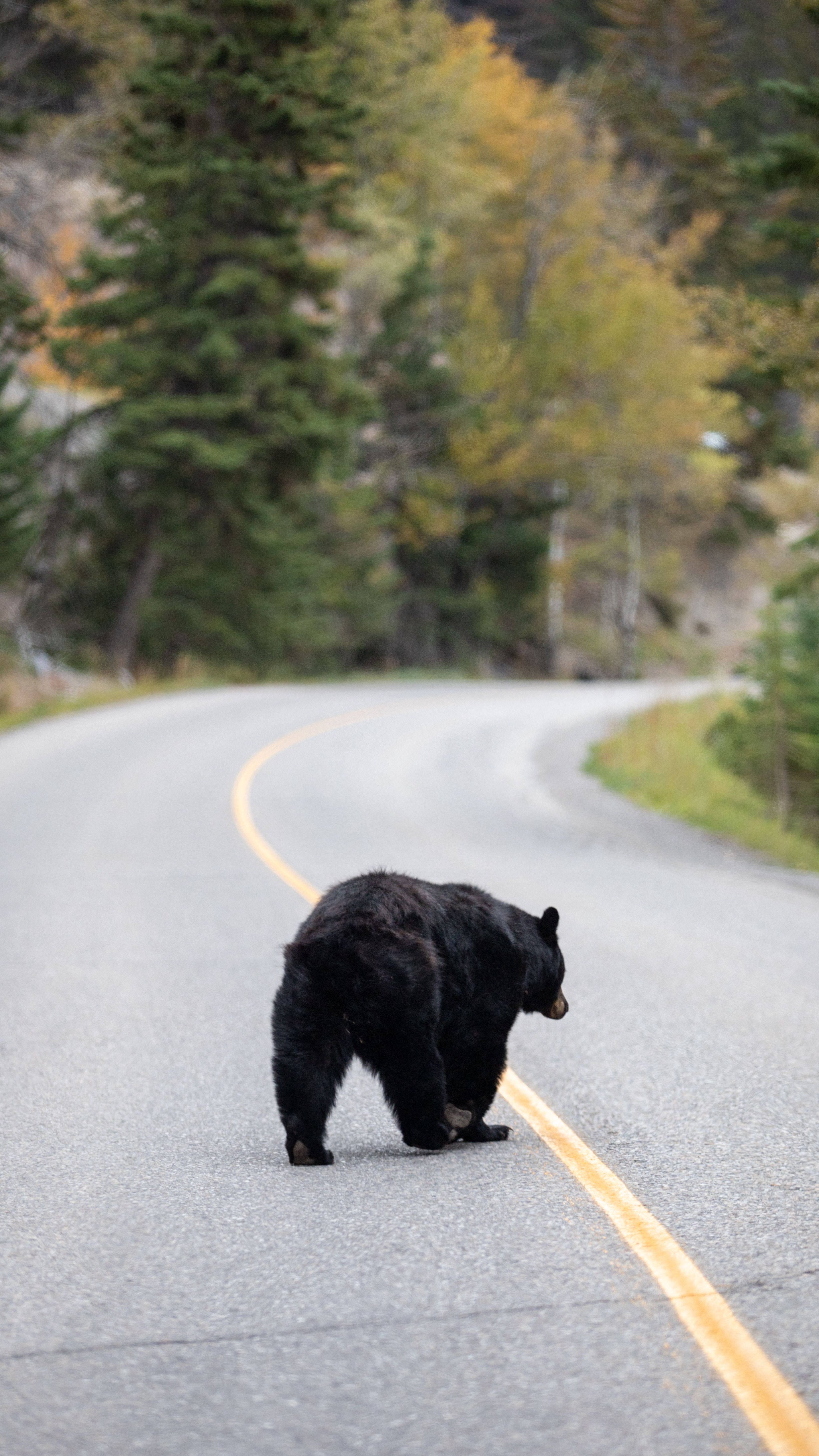 How to Safely See Black Bears in the Smoky Mountains