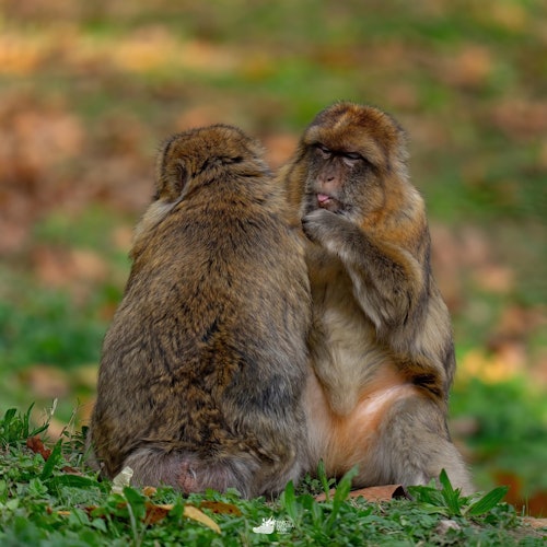 Dois macacos-de-gibraltar sentam-se próximos um do outro em um gramado, um de frente para a câmera e o outro de costas, em um cenário natural desfocado.
