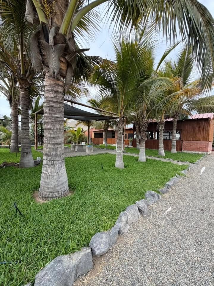 Palmeras y jardines interiores