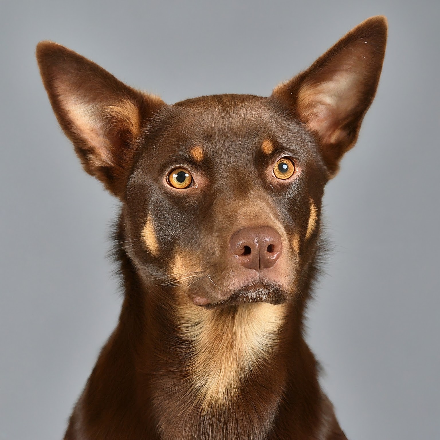 BUDDYUNO, Australian Kelpie