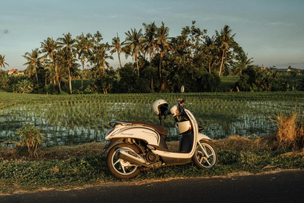 scooter in front of rice field, bali