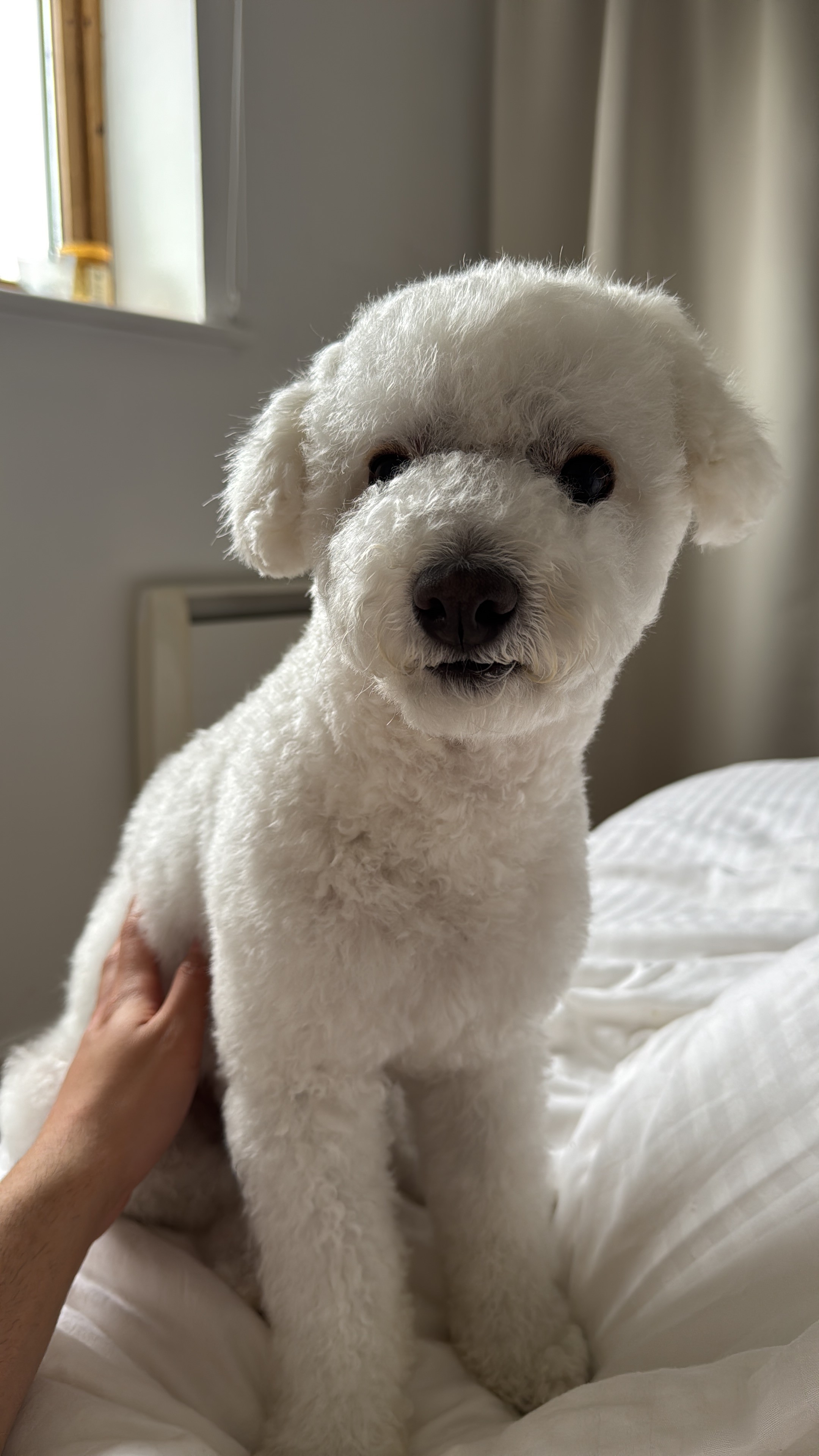 A fluffy white dog sits on a bed with a hand gently petting its back, set against a softly lit bedroom with pale curtains and a window.