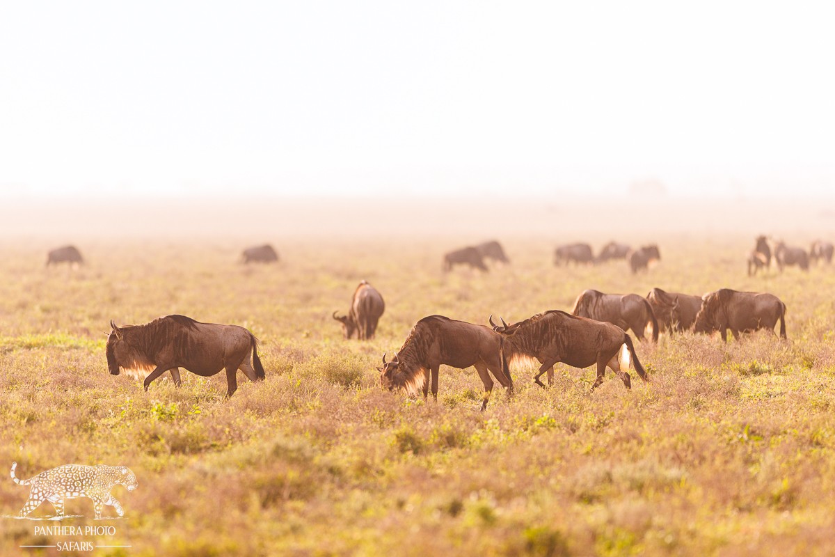 Wildebeest Birth