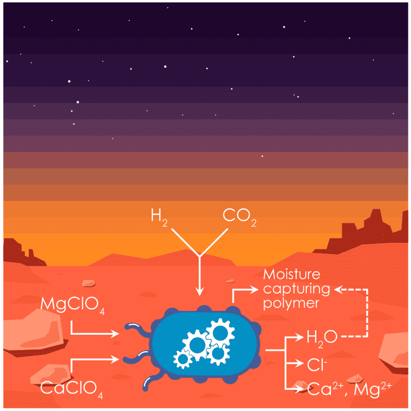 Plant Synthetic Biology