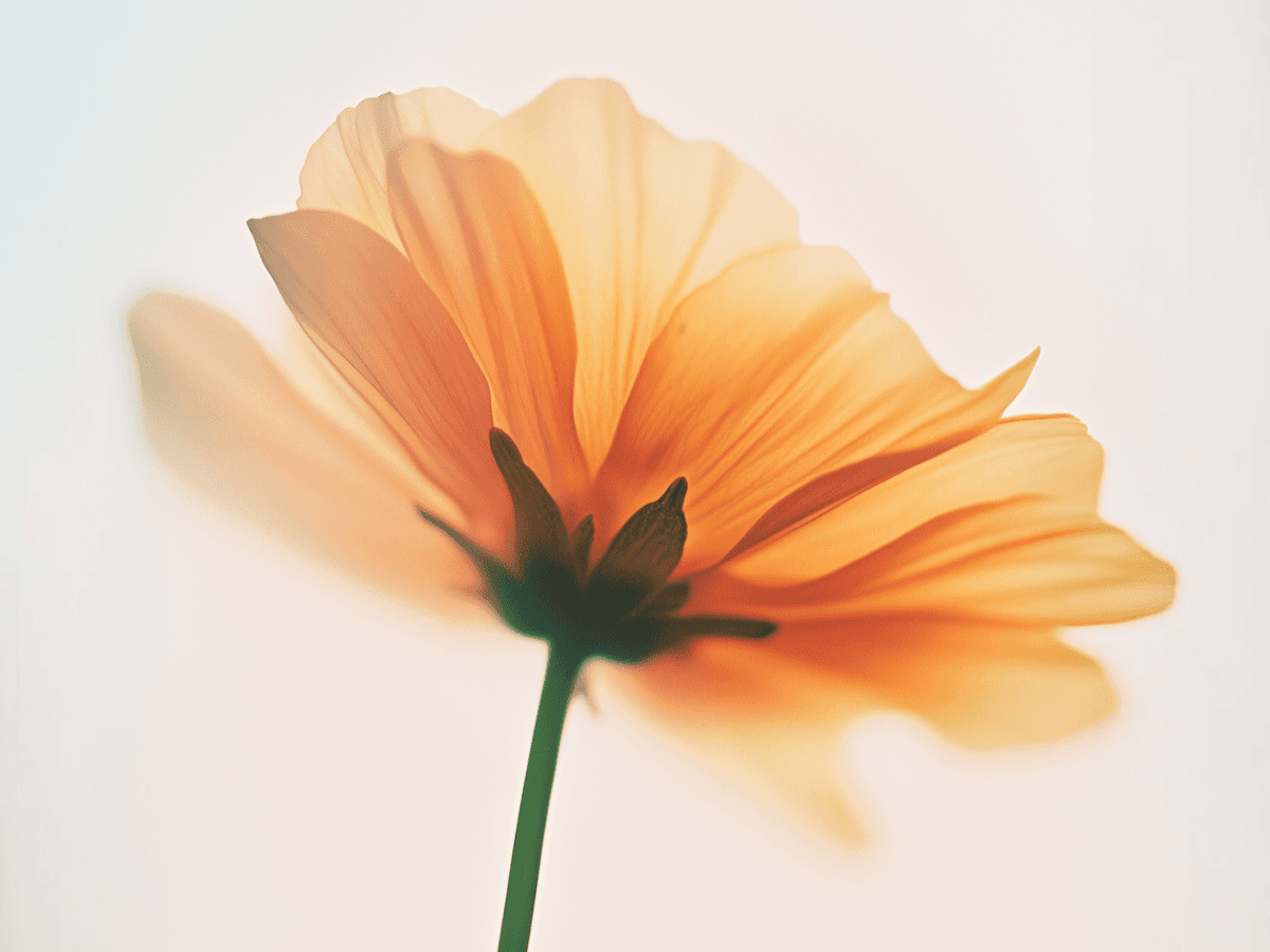 Close-up of a Vibrant Orange Flower