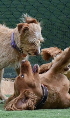 Cockey the pomeranian