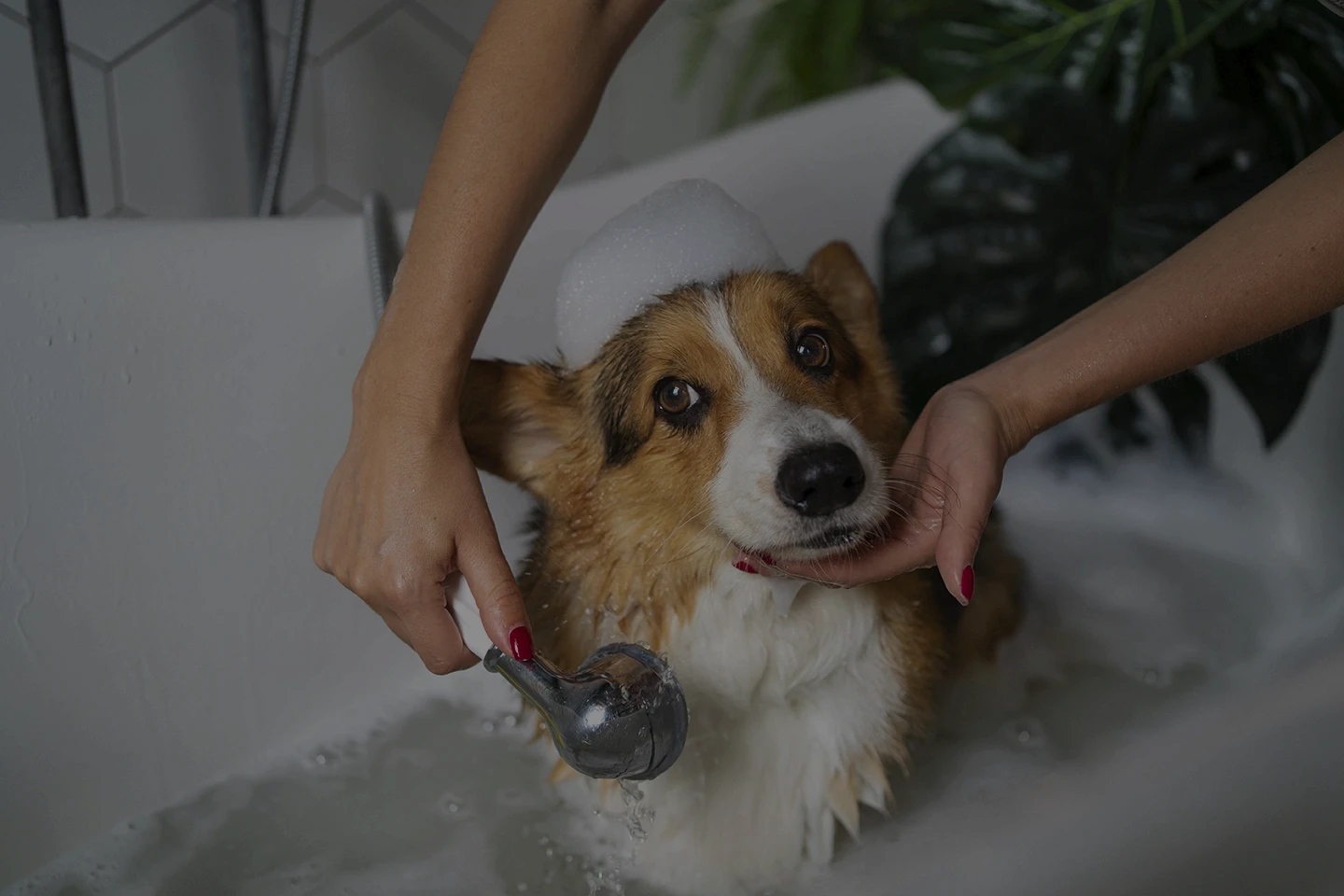 dog wash bath