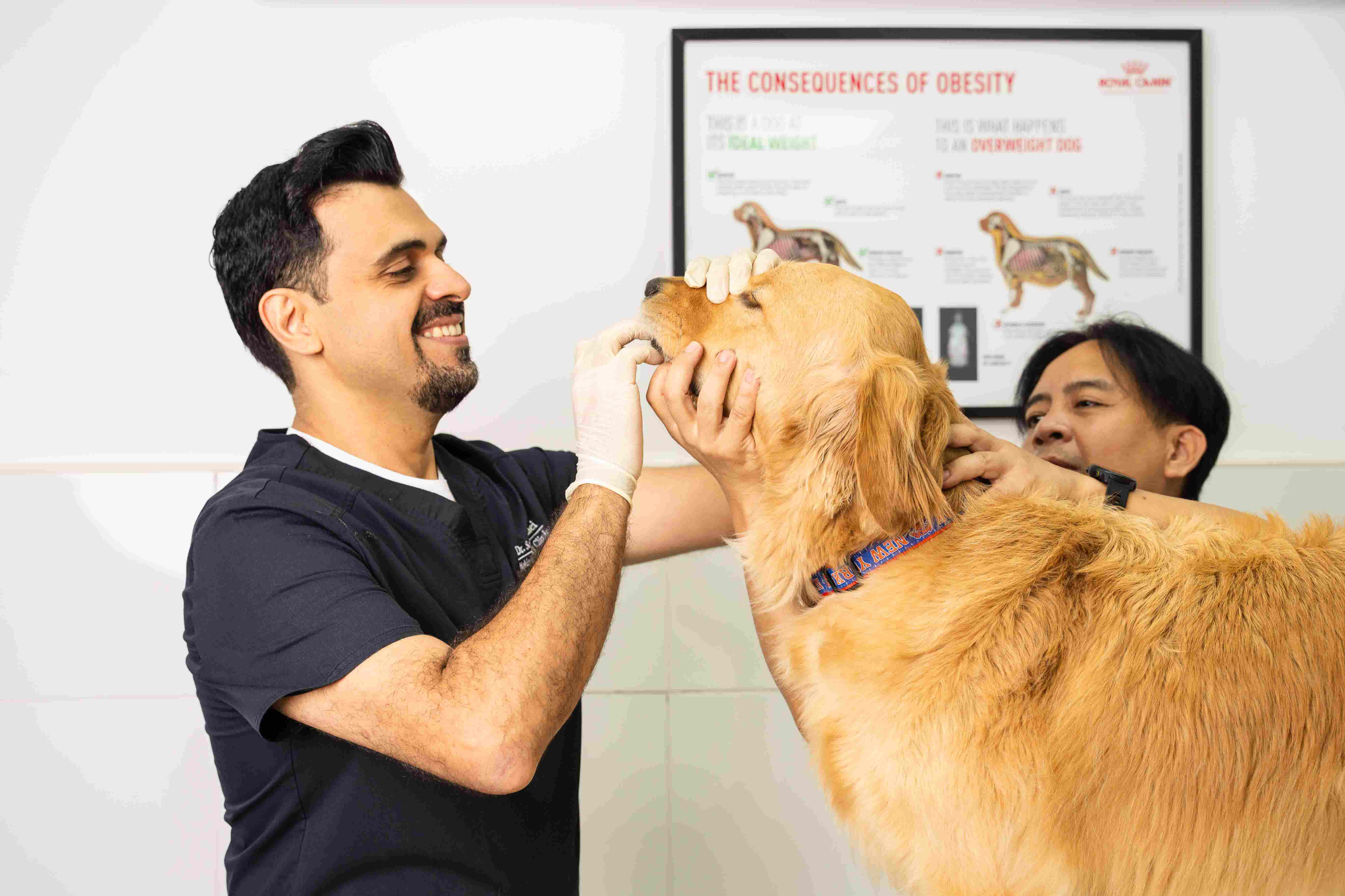 Veterinarian providing pet dental cleaning to maintain healthy teeth and gums