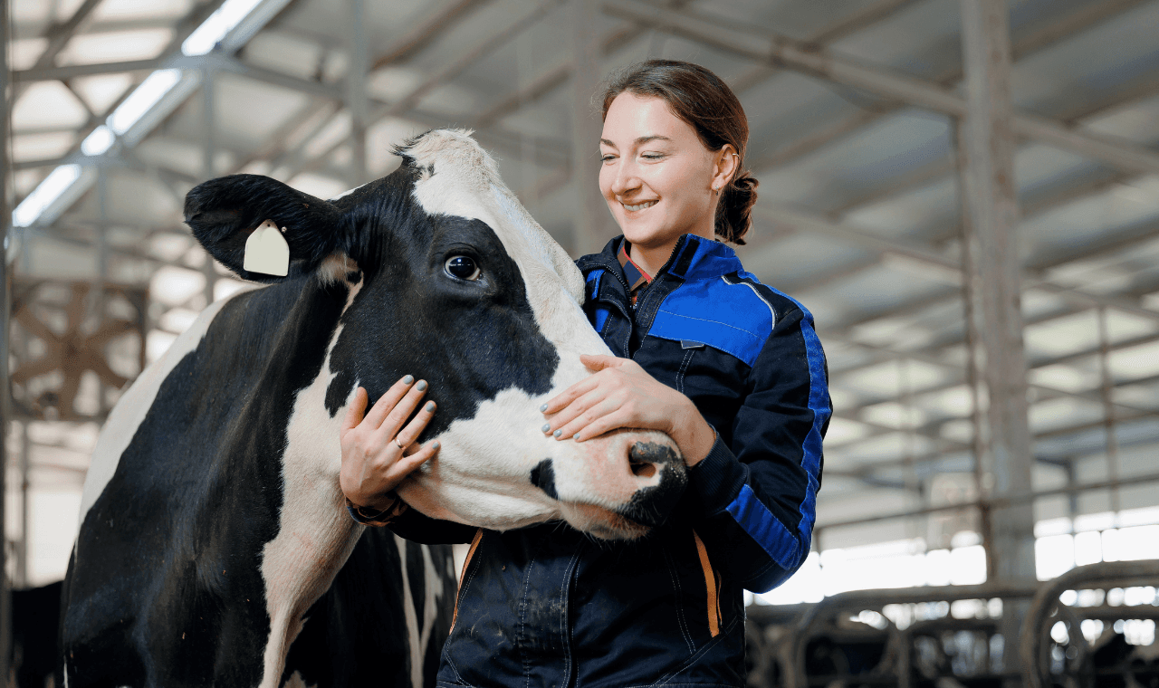 Female veterinarian with dairy cow