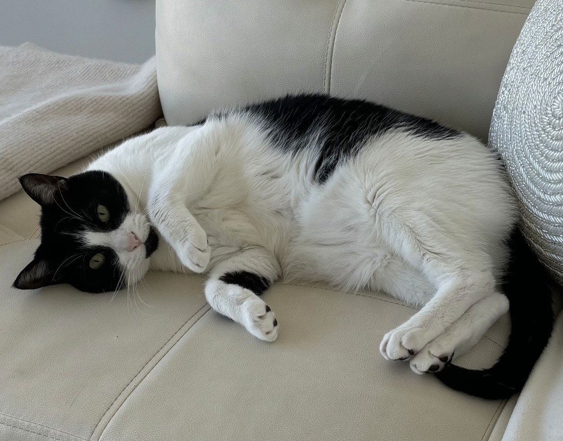 tabby cat touching person's palm