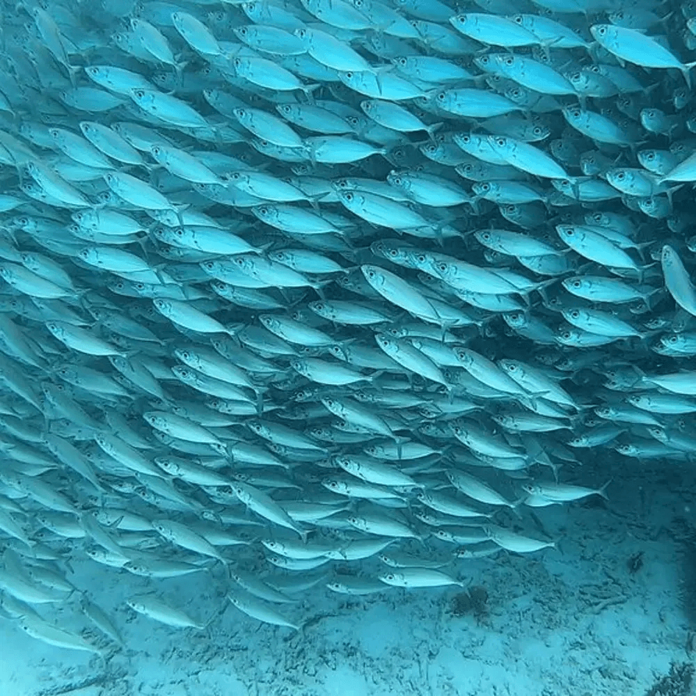Fish Bank from Bonaire