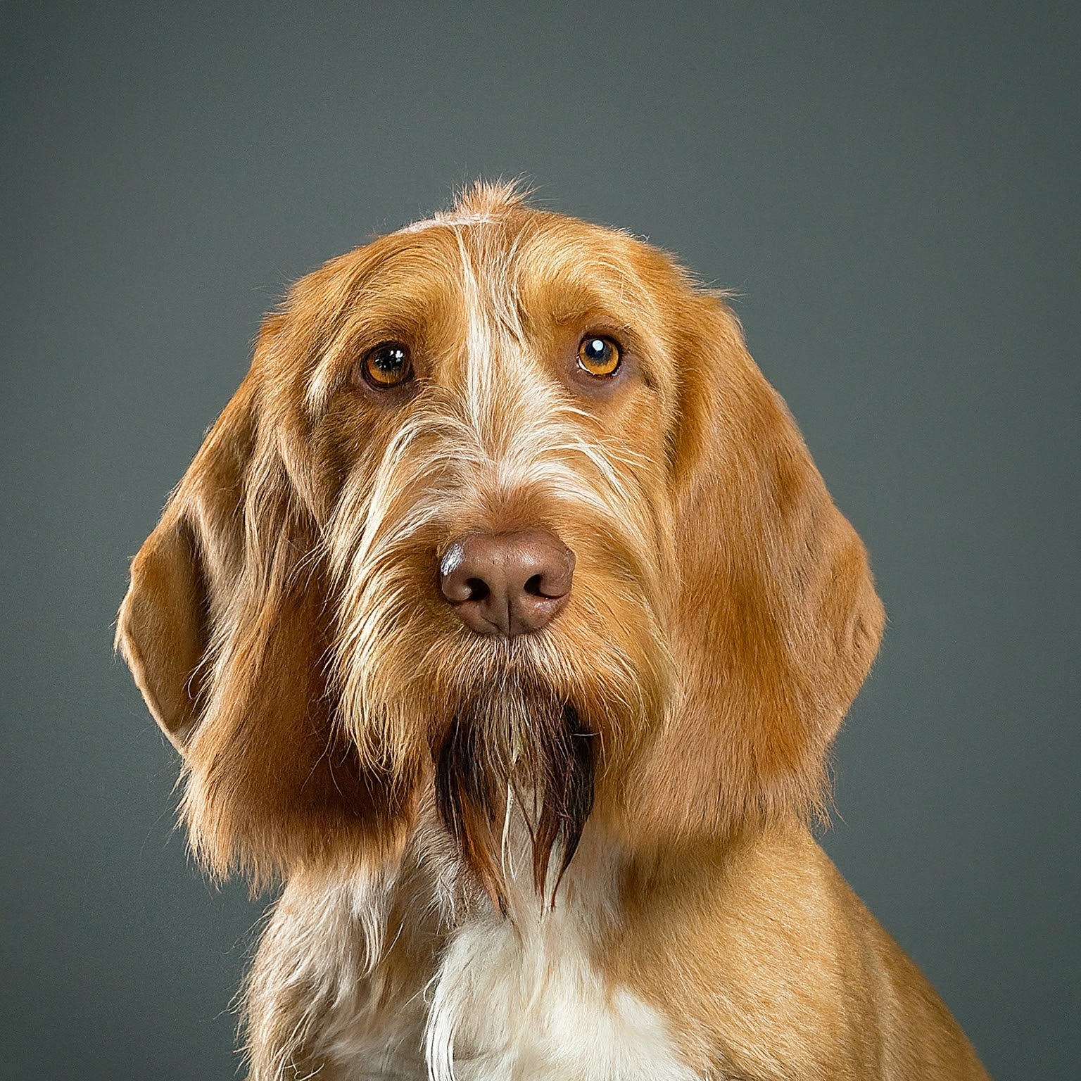 BUDDYUNO, Basset Fauve de Bretagne