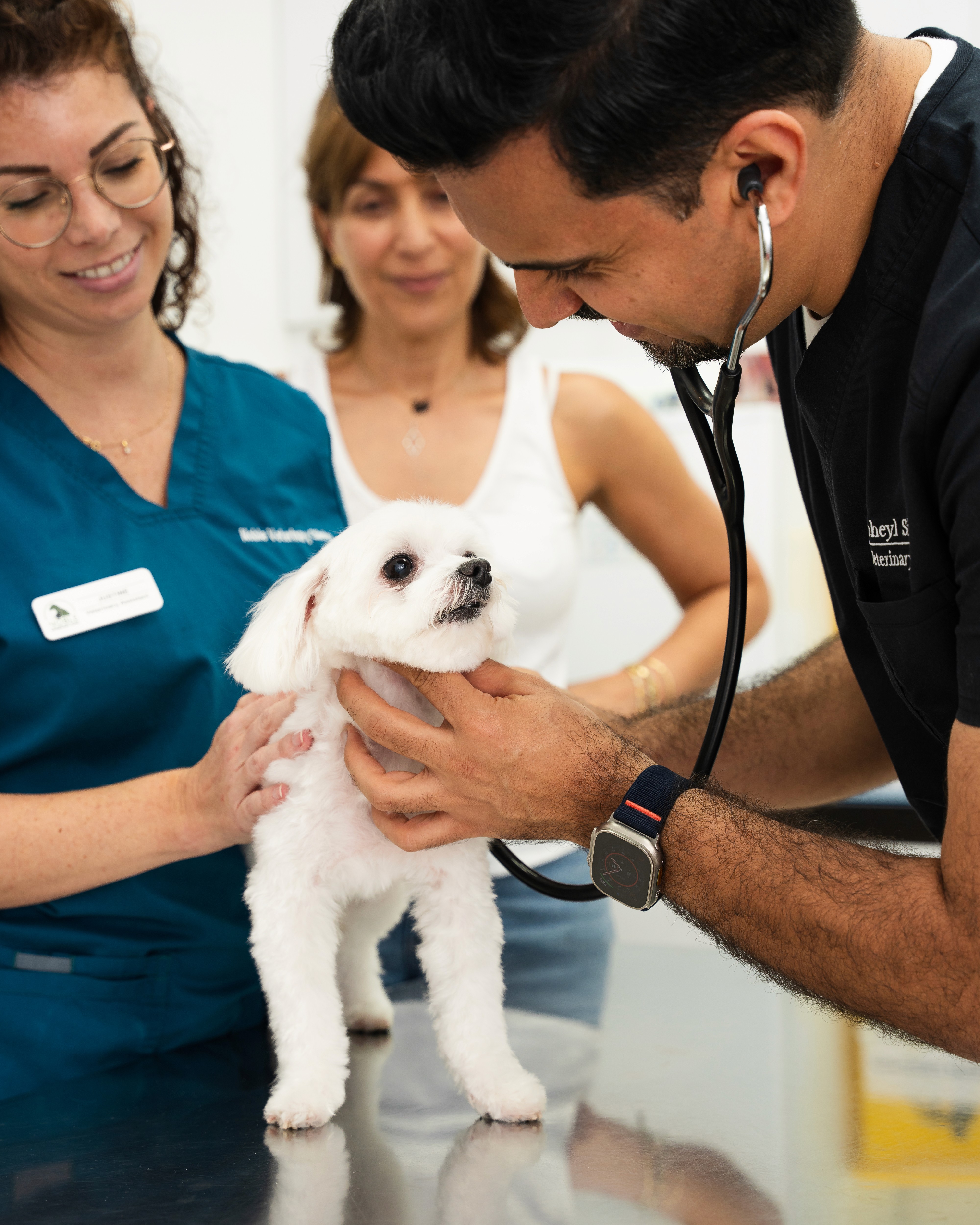 A veterinarian performs a health check on a dog, prepares for a spaying surgery and wears a cone for post-spay recovery.