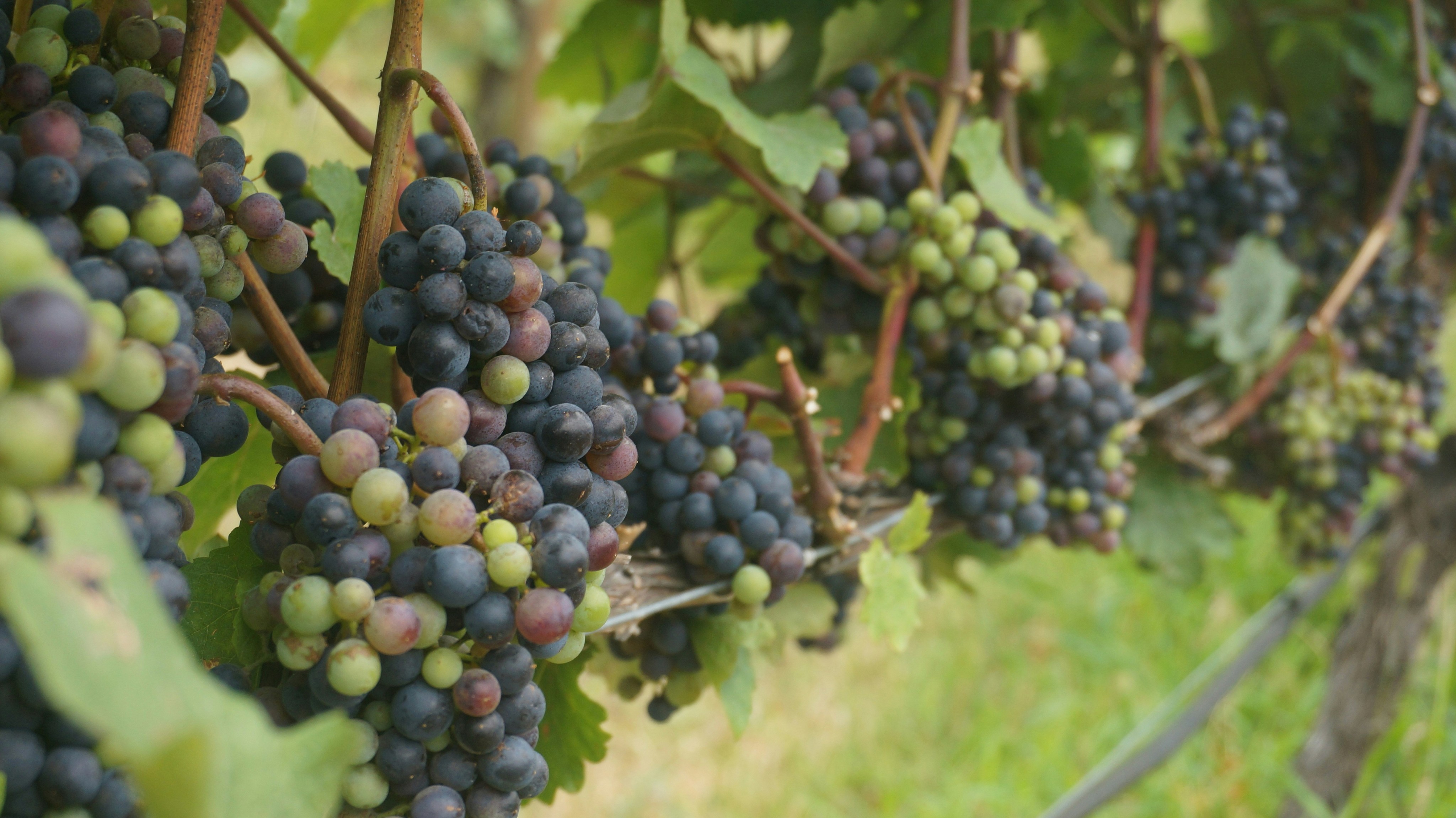 Are Grapes Low FODMAP Answers for IBS Season