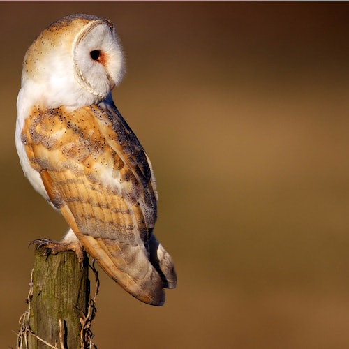 A barn owl is perched on a wooden post, facing sideways, with a blurred brown background.