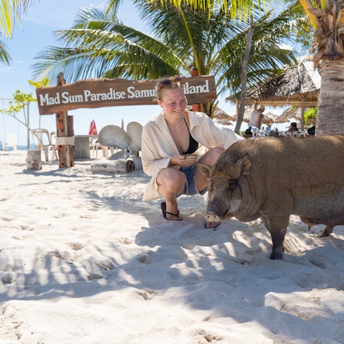 Tire selfies com os adoráveis porcos em Koh Madsum (Ilha dos Porcos)